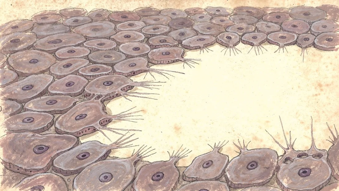 Violet skin cells extending across the edge of a pale gap in an editorial illustration